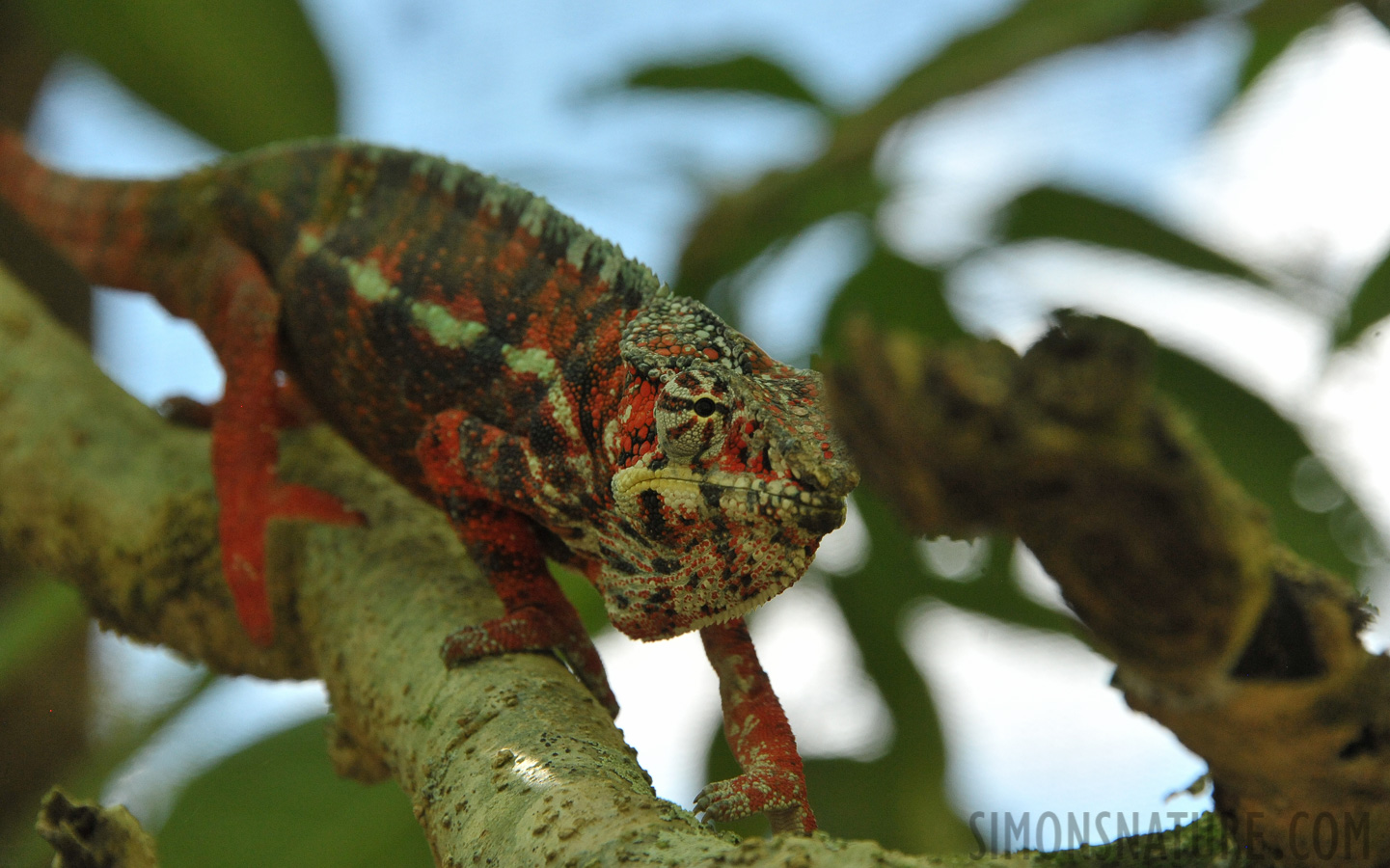 Furcifer lateralis [300 mm, 1/800 sec at f / 8.0, ISO 2500]