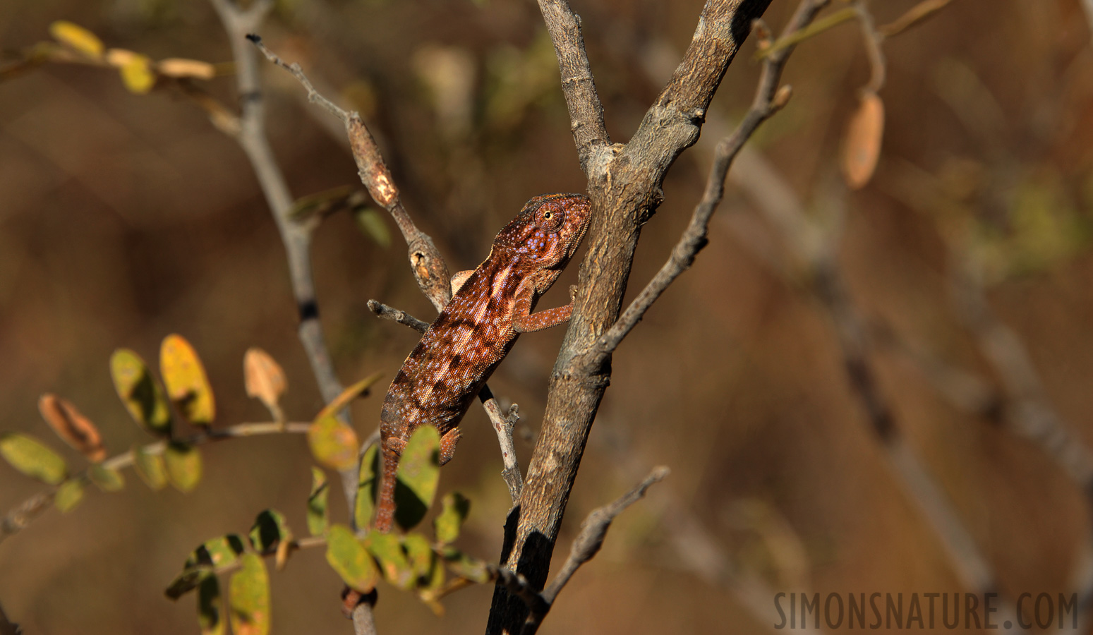 Furcifer lateralis [300 mm, 1/640 sec at f / 8.0, ISO 400]