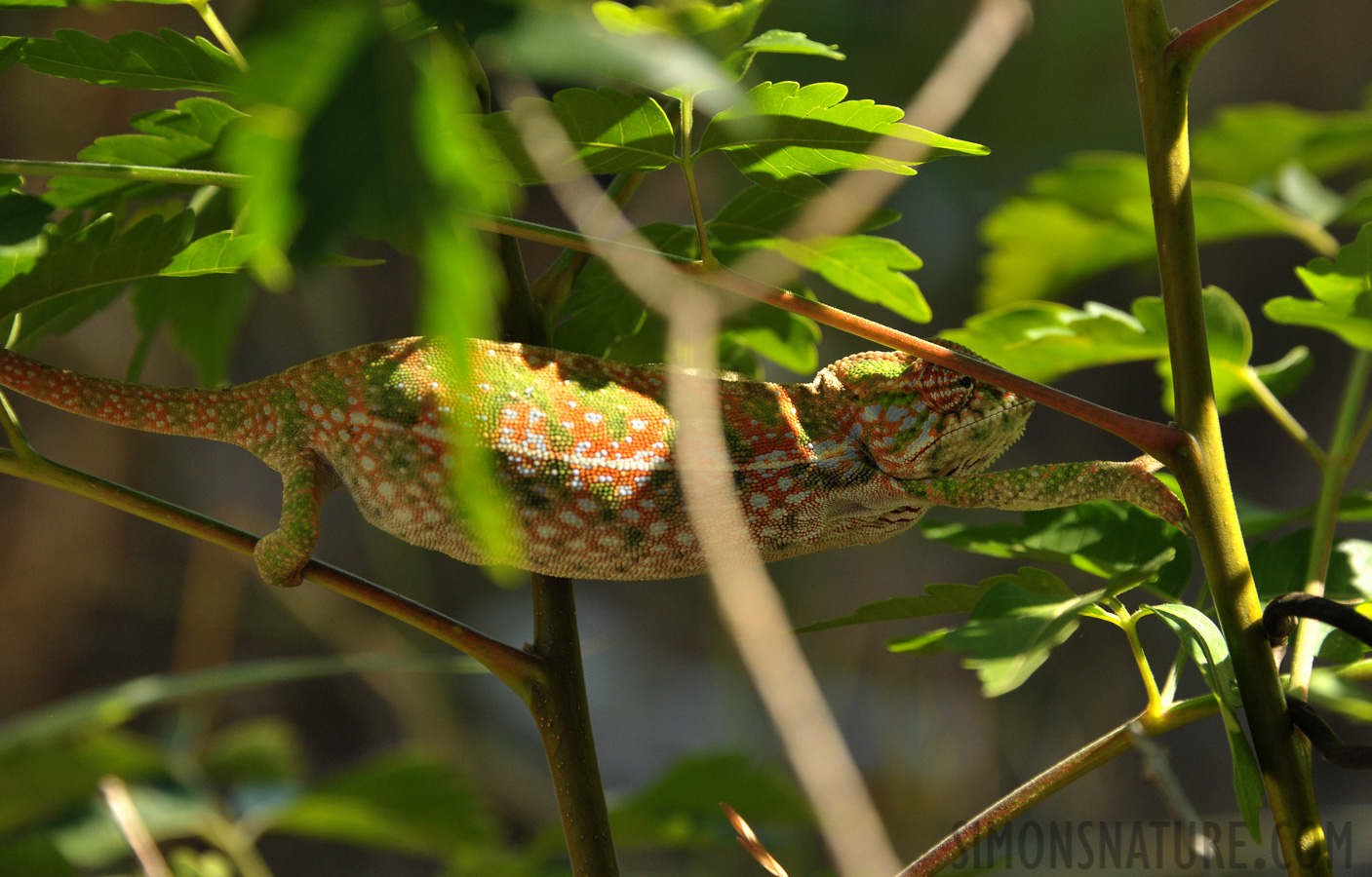 Furcifer major [230 mm, 1/640 Sek. bei f / 8.0, ISO 1600]