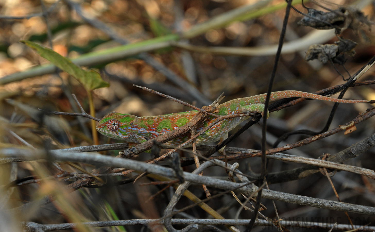 Furcifer major [250 mm, 1/250 sec at f / 8.0, ISO 1600]