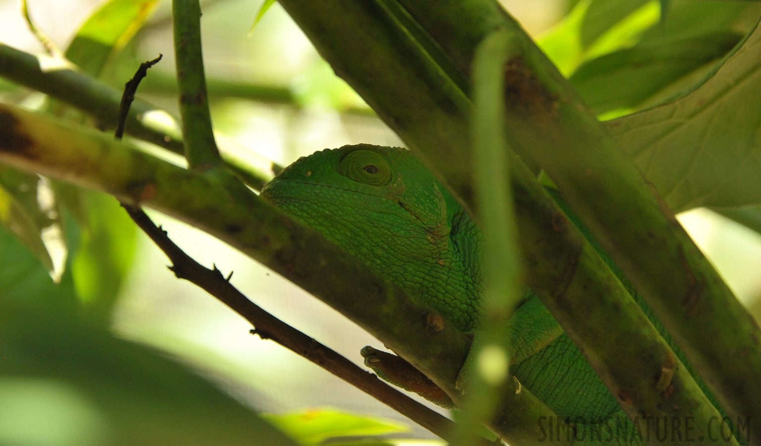 Furcifer oustaleti [300 mm, 1/640 sec at f / 8.0, ISO 2500]