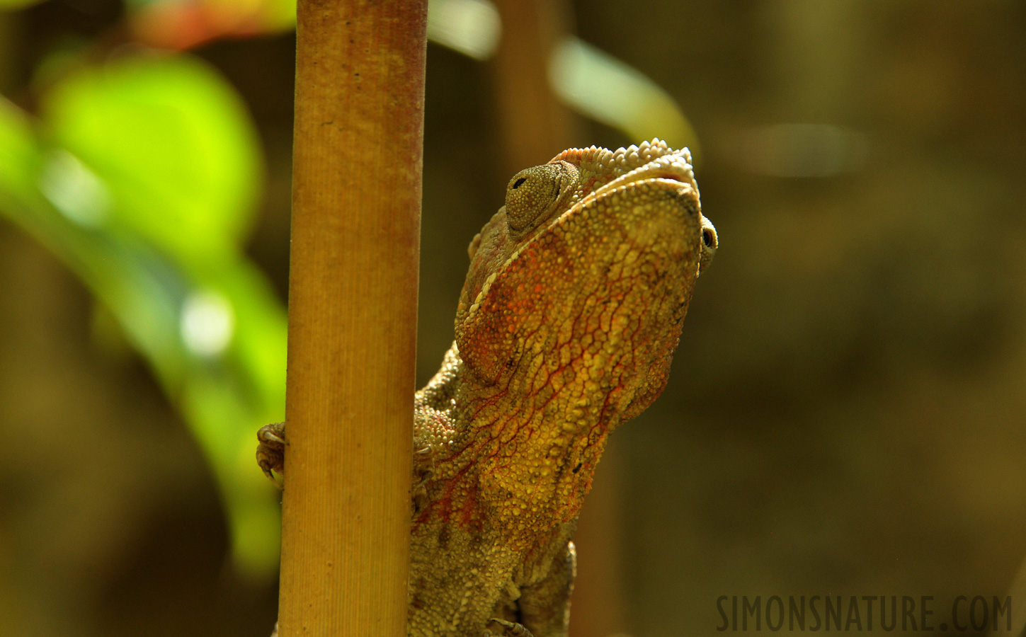 Furcifer oustaleti [300 mm, 1/125 sec at f / 8.0, ISO 2500]