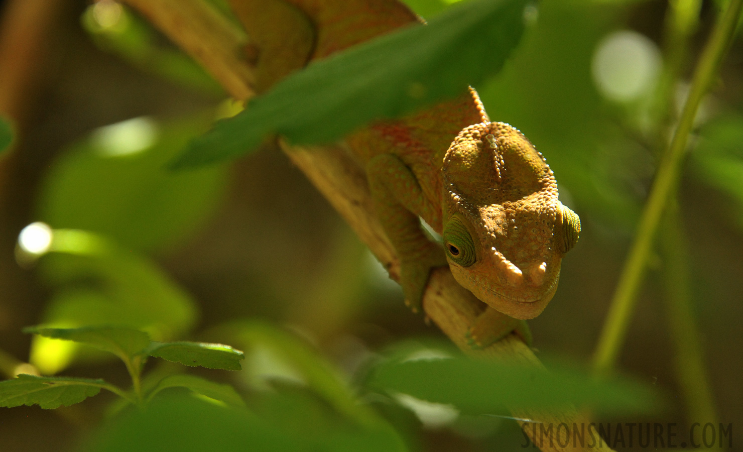 Furcifer oustaleti [300 mm, 1/200 sec at f / 8.0, ISO 2500]