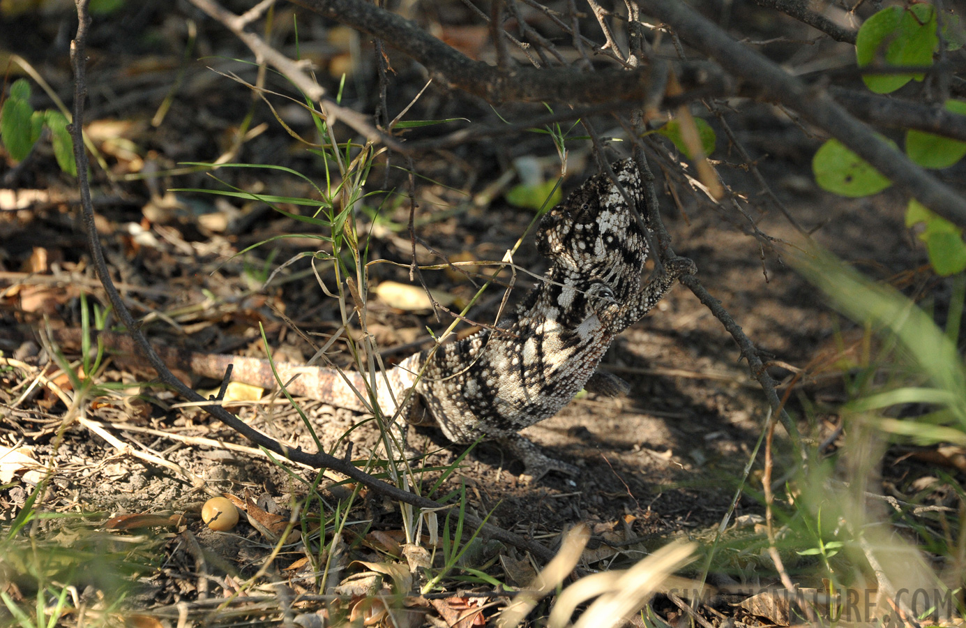 Furcifer oustaleti [210 mm, 1/400 sec at f / 8.0, ISO 1600]