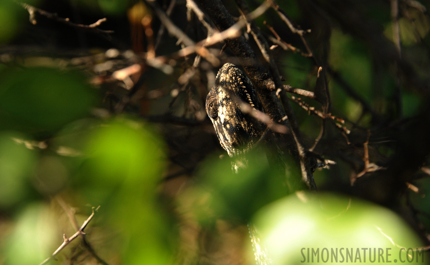 Furcifer oustaleti [300 mm, 1/400 sec at f / 8.0, ISO 1600]