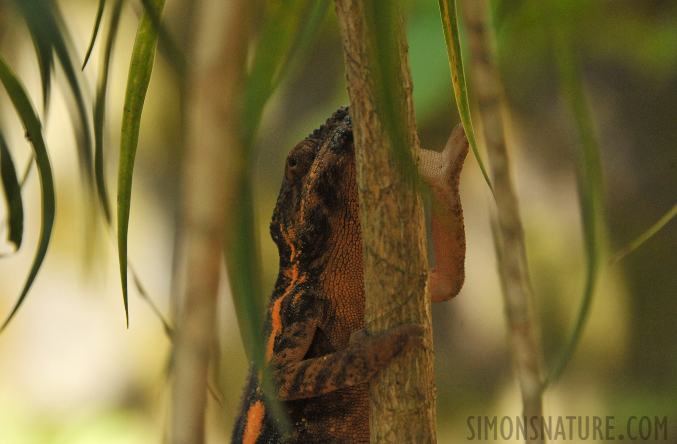 Furcifer pardalis [300 mm, 1/800 sec at f / 8.0, ISO 2500]