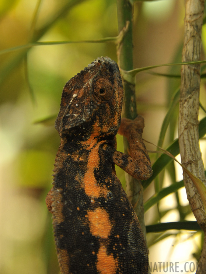 Furcifer pardalis [300 mm, 1/400 sec at f / 8.0, ISO 2500]