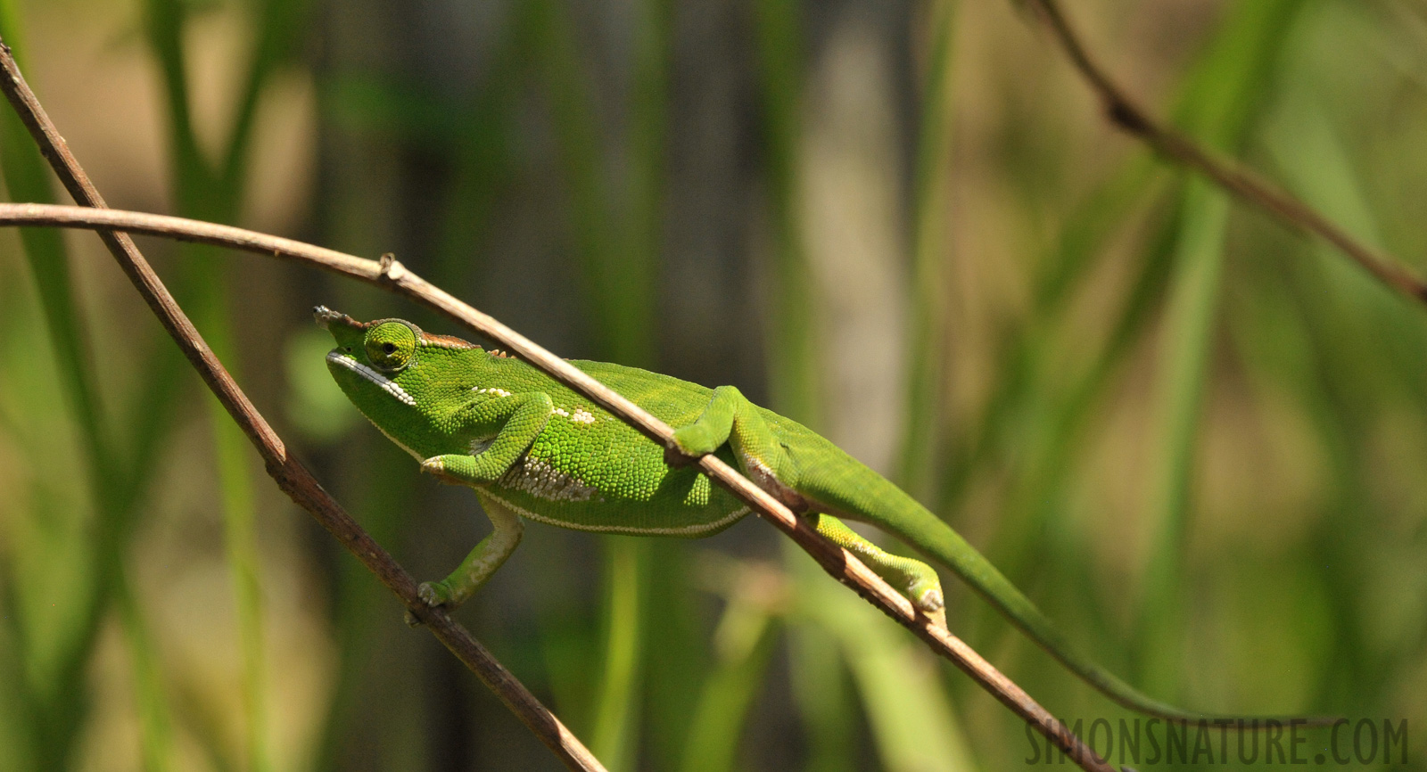 Furcifer willsii [300 mm, 1/2500 Sek. bei f / 8.0, ISO 2500]