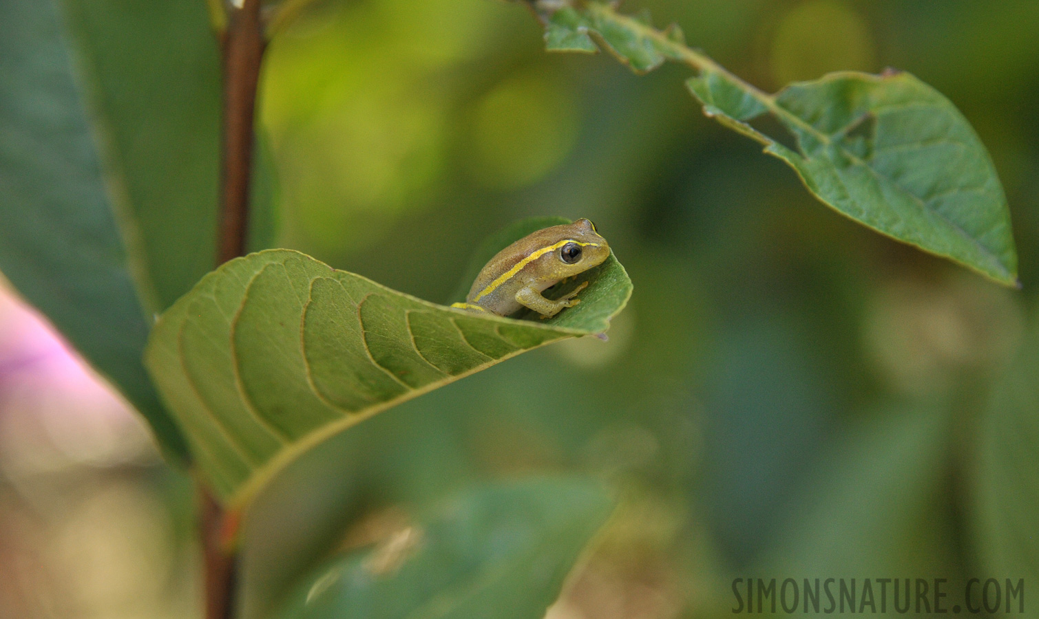 Heterixalus luteostriatus [300 mm, 1/200 sec at f / 8.0, ISO 1600]