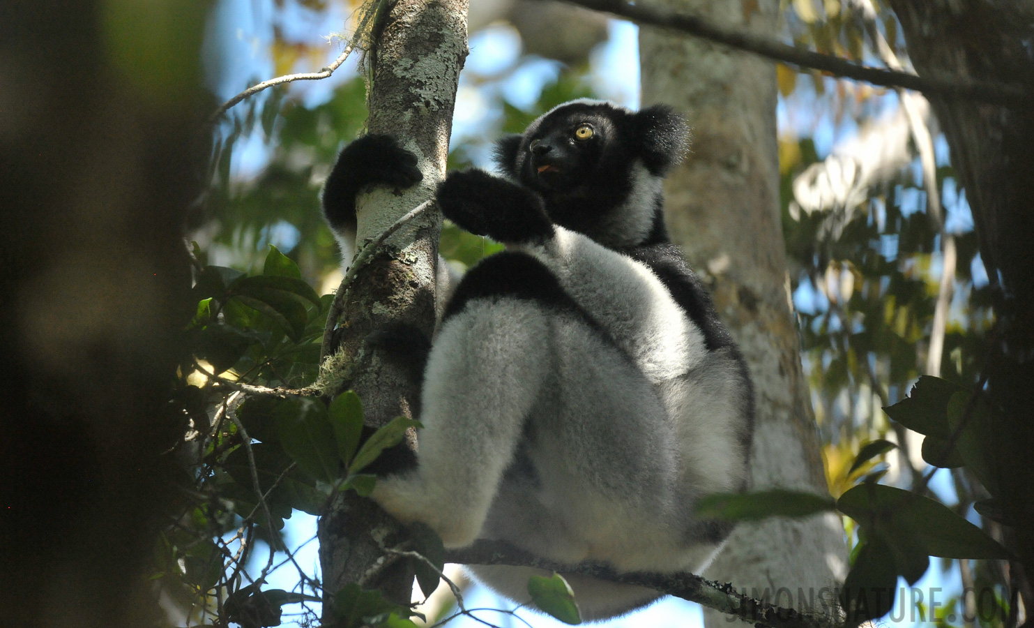 Indri indri [370 mm, 1/400 Sek. bei f / 8.0, ISO 4000]