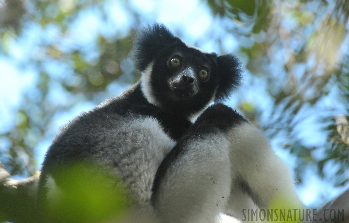 Indri indri [550 mm, 1/500 Sek. bei f / 8.0, ISO 4000]