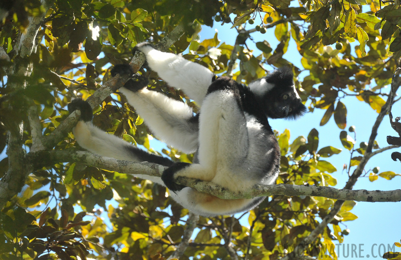 Indri indri [500 mm, 1/1250 sec at f / 8.0, ISO 4000]