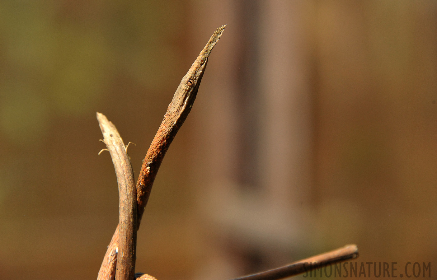 Langaha madagascariensis [300 mm, 1/1250 sec at f / 8.0, ISO 2500]