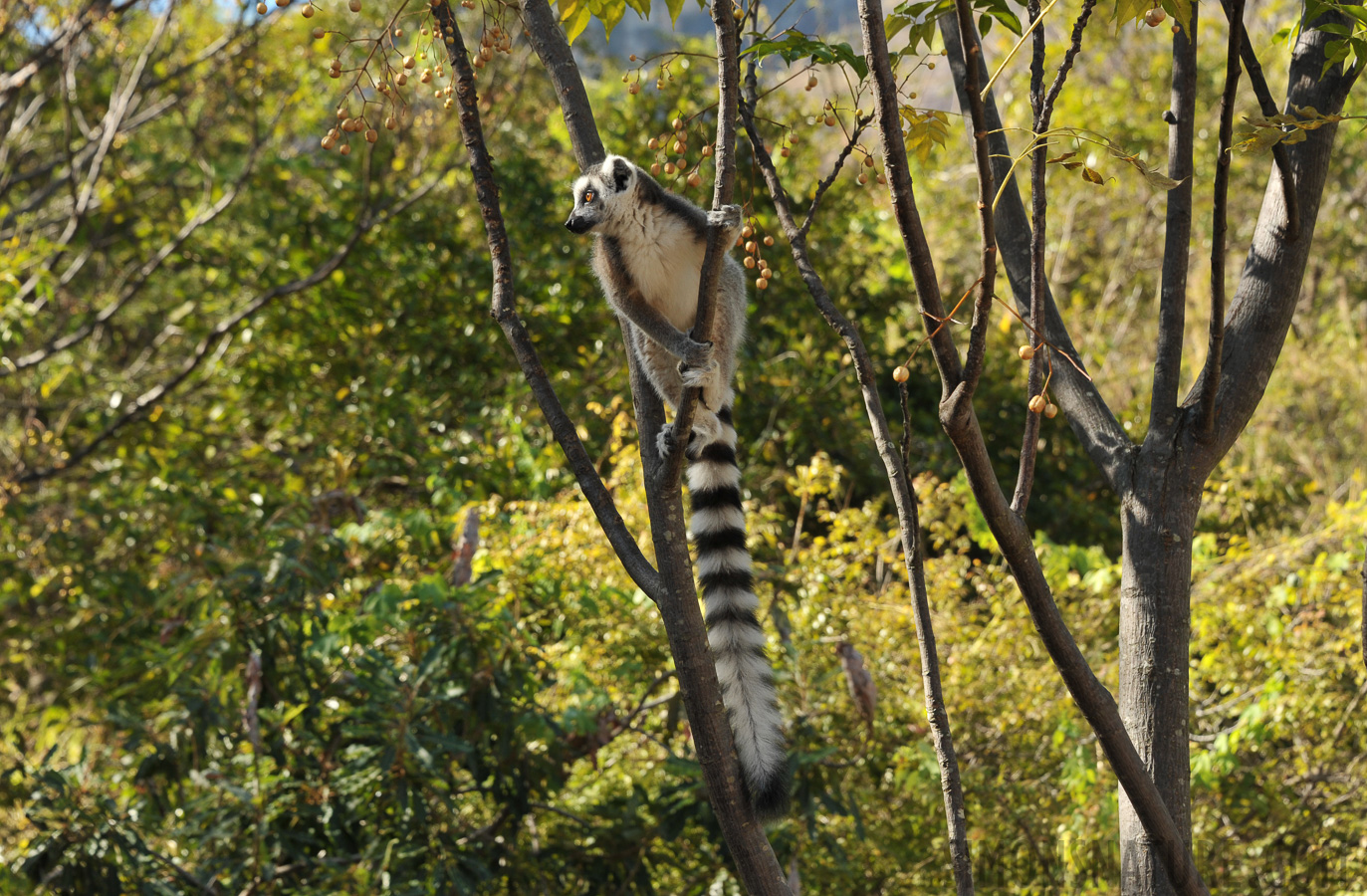 Lemur catta [100 mm, 1/250 Sek. bei f / 8.0, ISO 400]