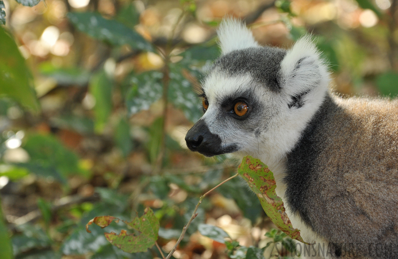 Lemur catta [300 mm, 1/125 Sek. bei f / 8.0, ISO 1600]