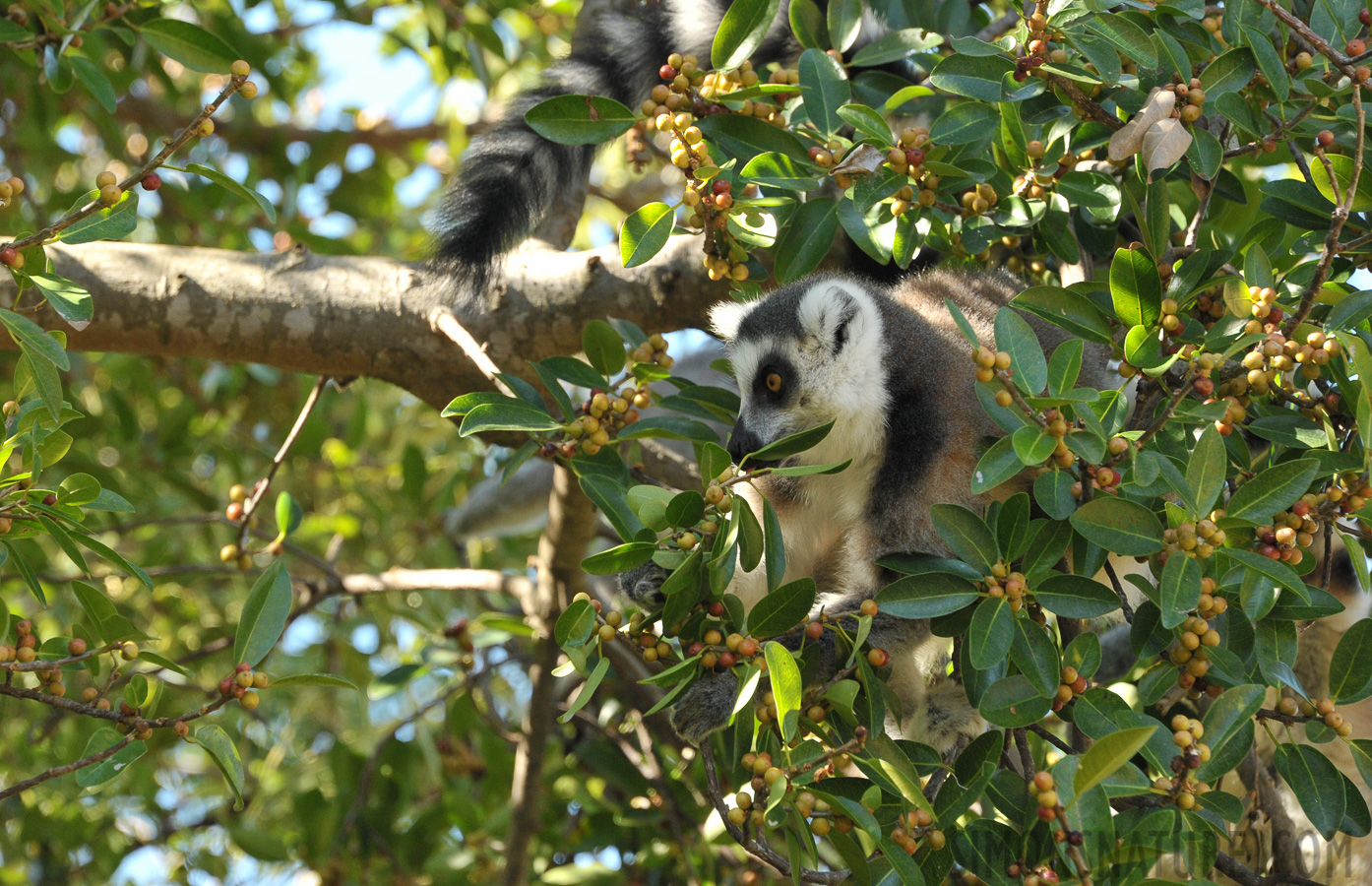 Lemur catta [300 mm, 1/320 Sek. bei f / 8.0, ISO 1600]