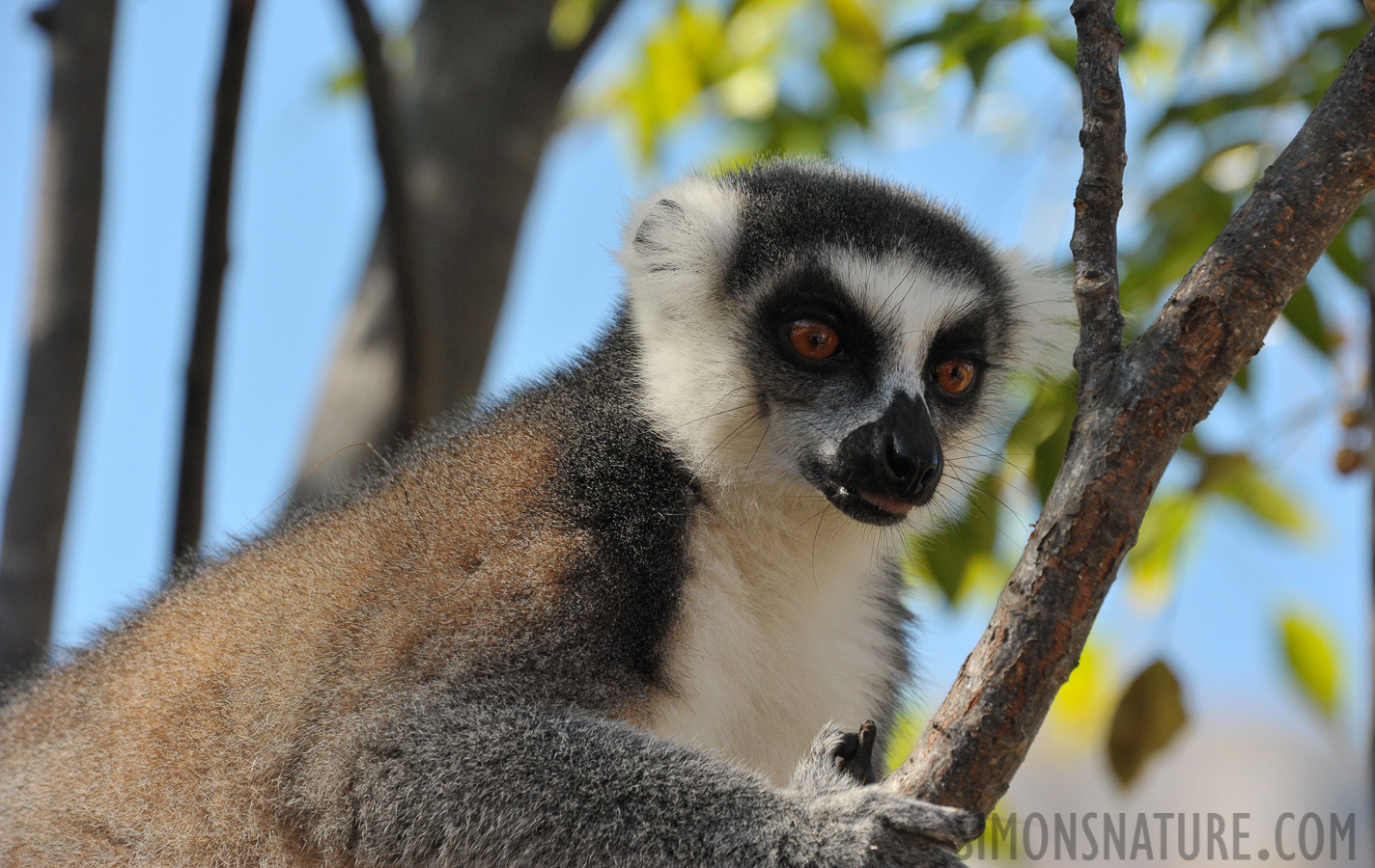 Lemur catta [300 mm, 1/1000 Sek. bei f / 8.0, ISO 1600]