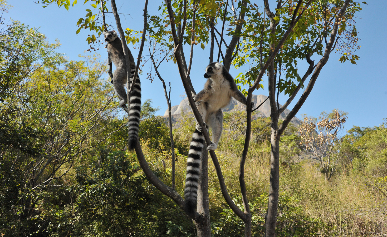Lemur catta [28 mm, 1/1600 Sek. bei f / 8.0, ISO 1600]