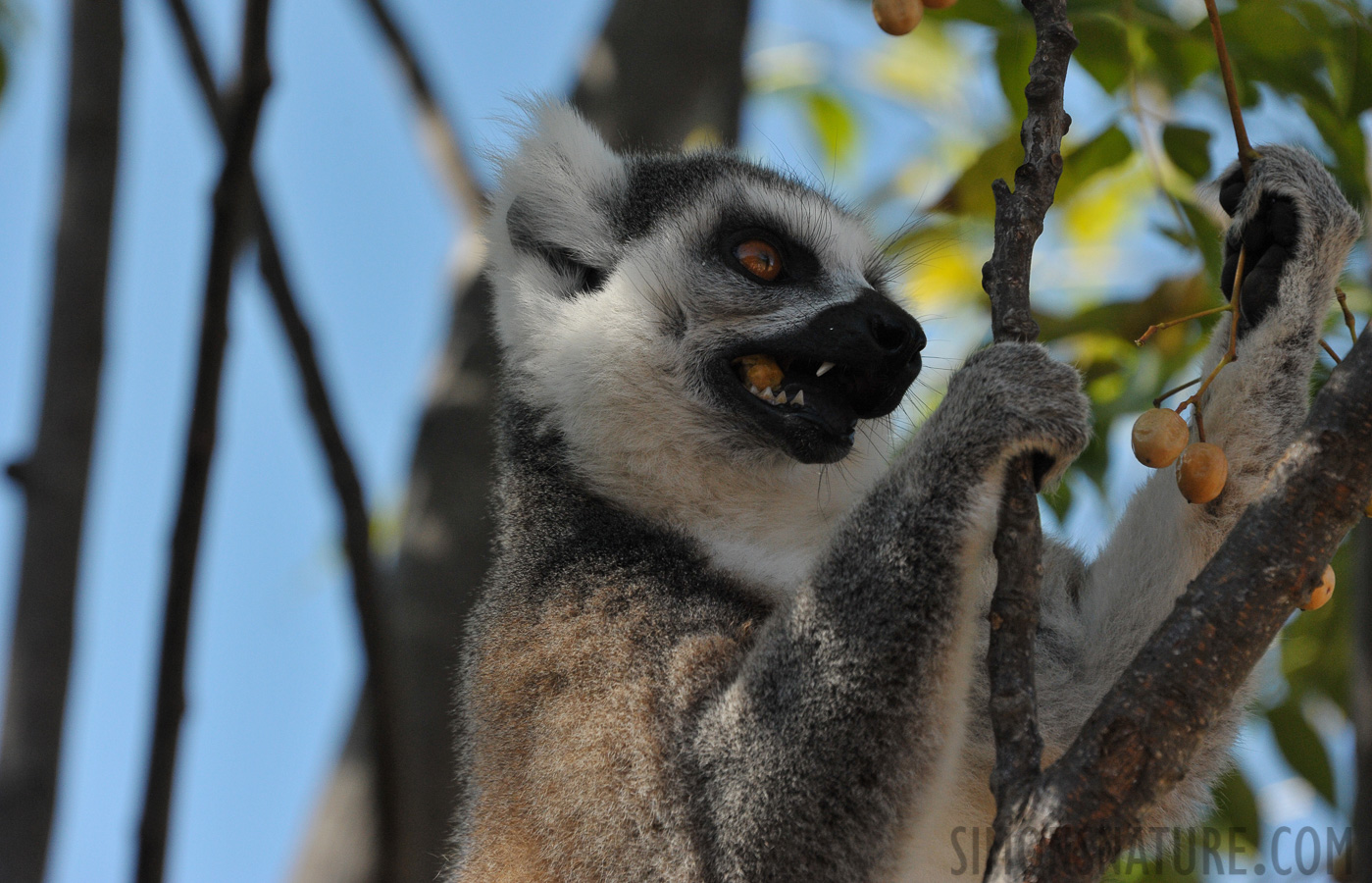 Lemur catta [300 mm, 1/1600 Sek. bei f / 8.0, ISO 1600]