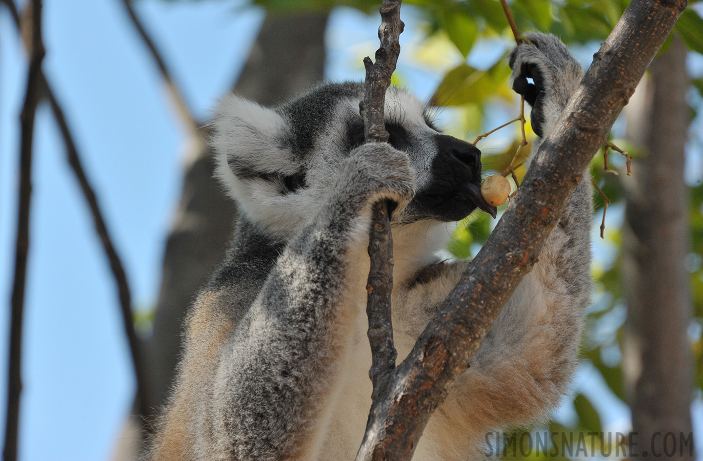Lemur catta [300 mm, 1/1000 Sek. bei f / 8.0, ISO 1600]