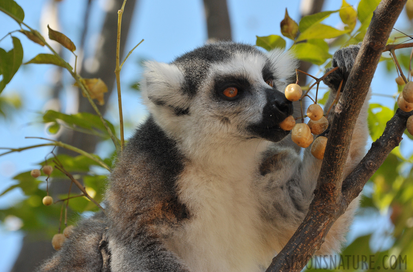 Lemur catta [300 mm, 1/800 Sek. bei f / 8.0, ISO 1600]