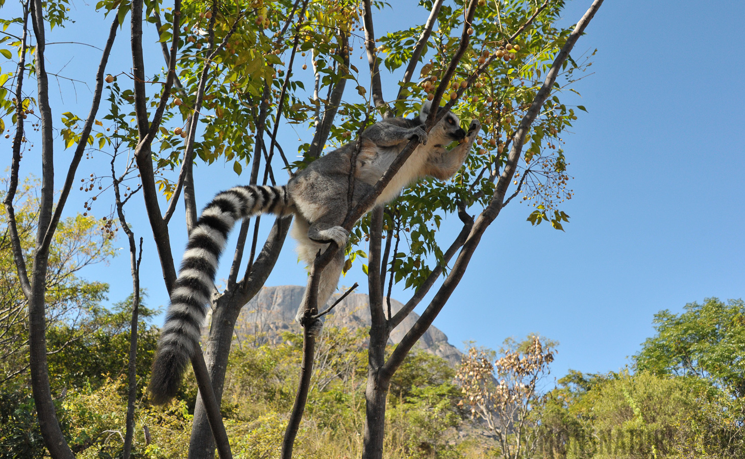 Lemur catta [28 mm, 1/1600 Sek. bei f / 8.0, ISO 1600]