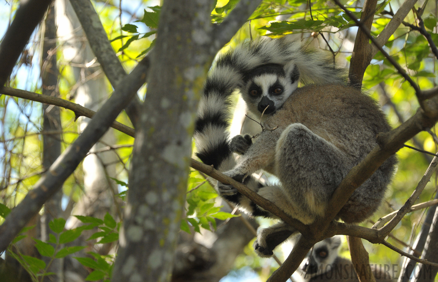 Lemur catta [230 mm, 1/400 Sek. bei f / 8.0, ISO 1600]