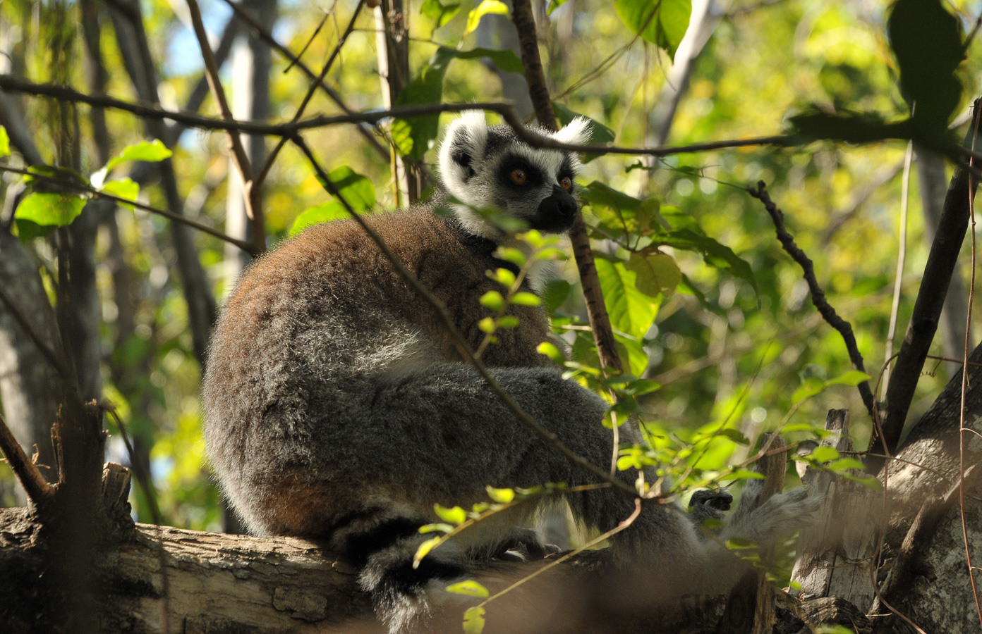 Lemur catta [145 mm, 1/500 Sek. bei f / 8.0, ISO 1600]