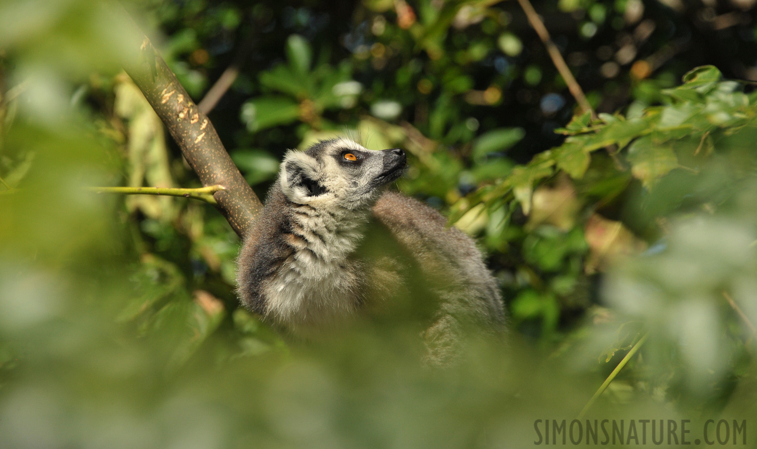 Lemur catta [300 mm, 1/2500 Sek. bei f / 8.0, ISO 1600]