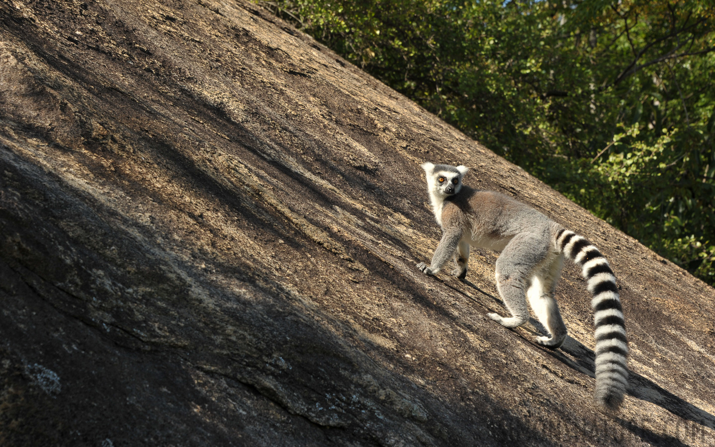 Lemur catta [112 mm, 1/250 Sek. bei f / 10, ISO 400]