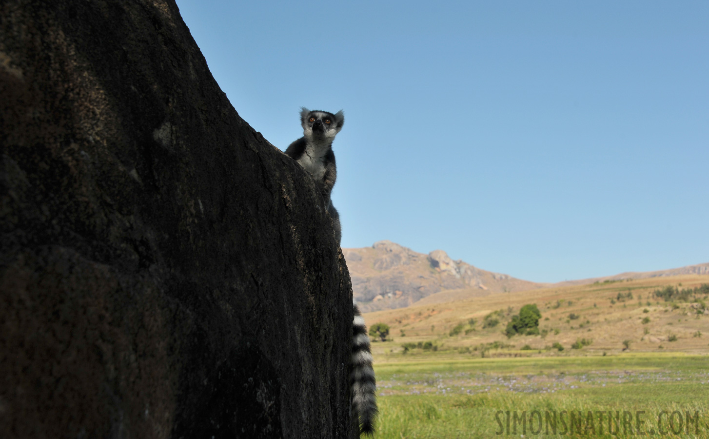 Lemur catta [55 mm, 1/1000 Sek. bei f / 8.0, ISO 400]
