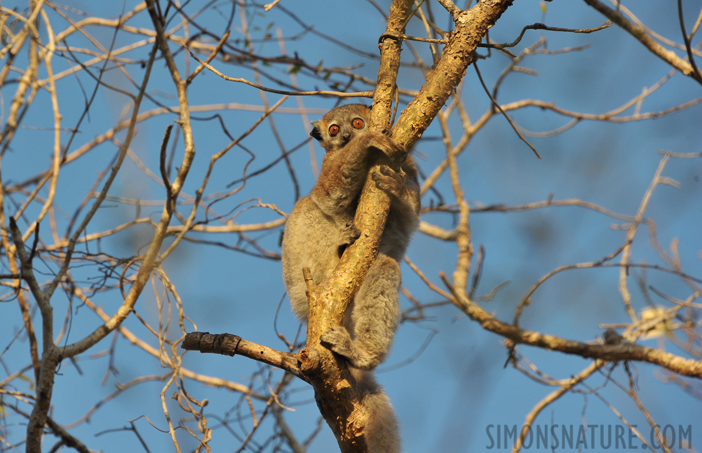 Lepilemur petteri [300 mm, 1/800 Sek. bei f / 8.0, ISO 1000]