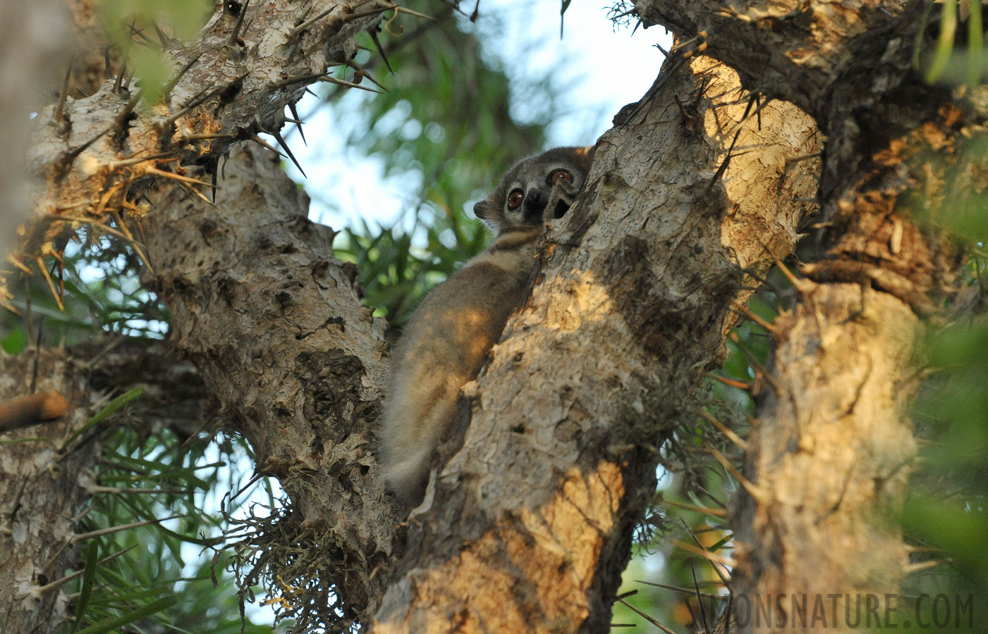 Lepilemur petteri [250 mm, 1/125 Sek. bei f / 8.0, ISO 2500]