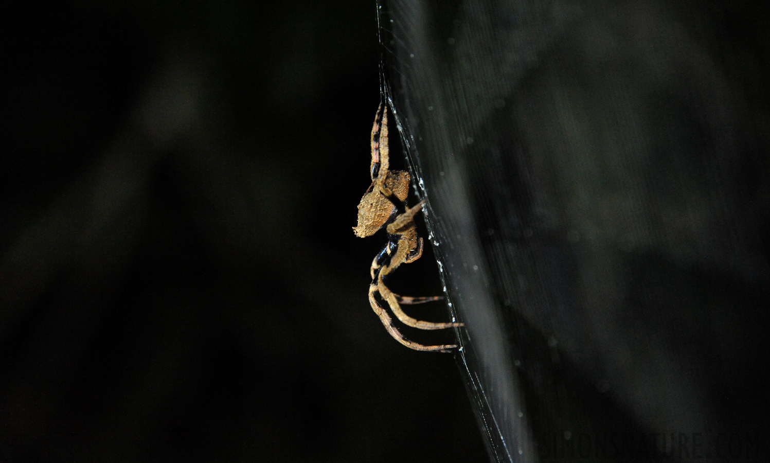 [300 mm, 1/60 Sek. bei f / 8.0, ISO 6400]