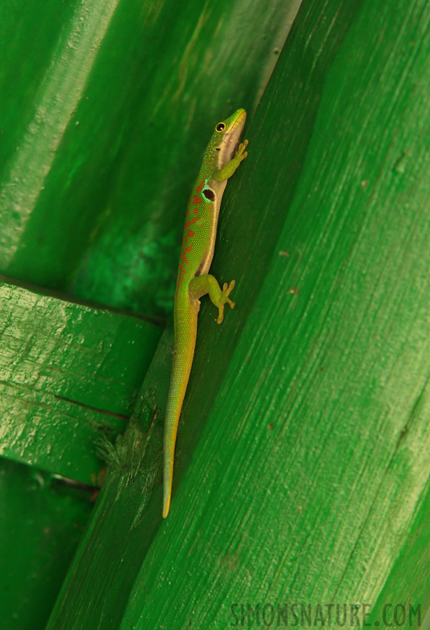 Phelsuma madagascariensis madagascariensis [360 mm, 1/250 sec at f / 8.0, ISO 4000]