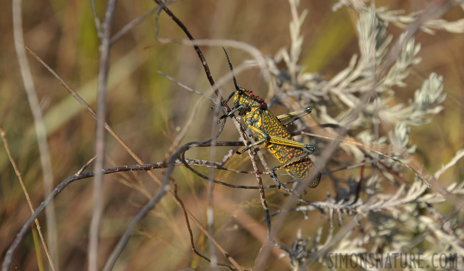 Phymateus saxosus [300 mm, 1/800 sec at f / 8.0, ISO 400]