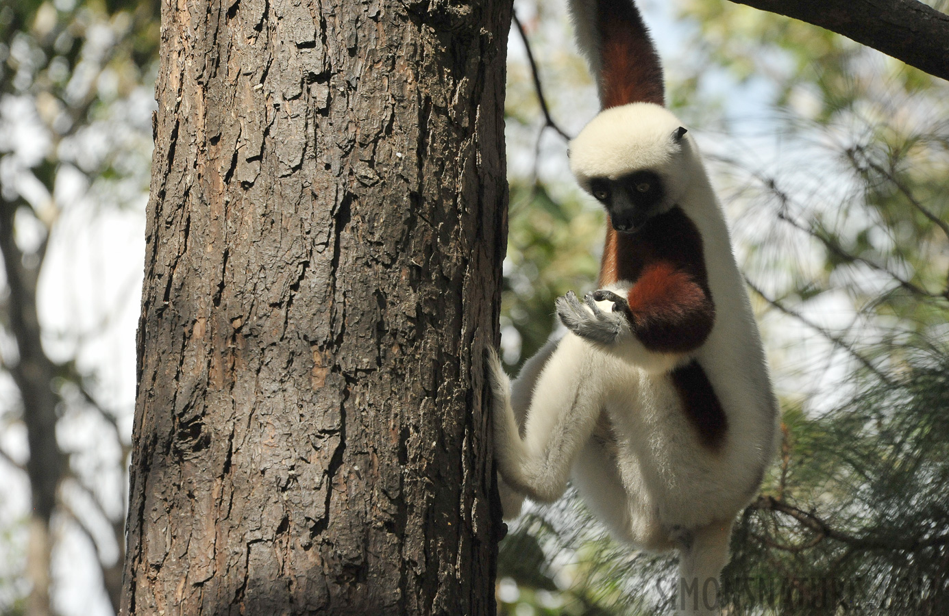 Propithecus coquereli [300 mm, 1/1600 Sek. bei f / 11, ISO 2500]