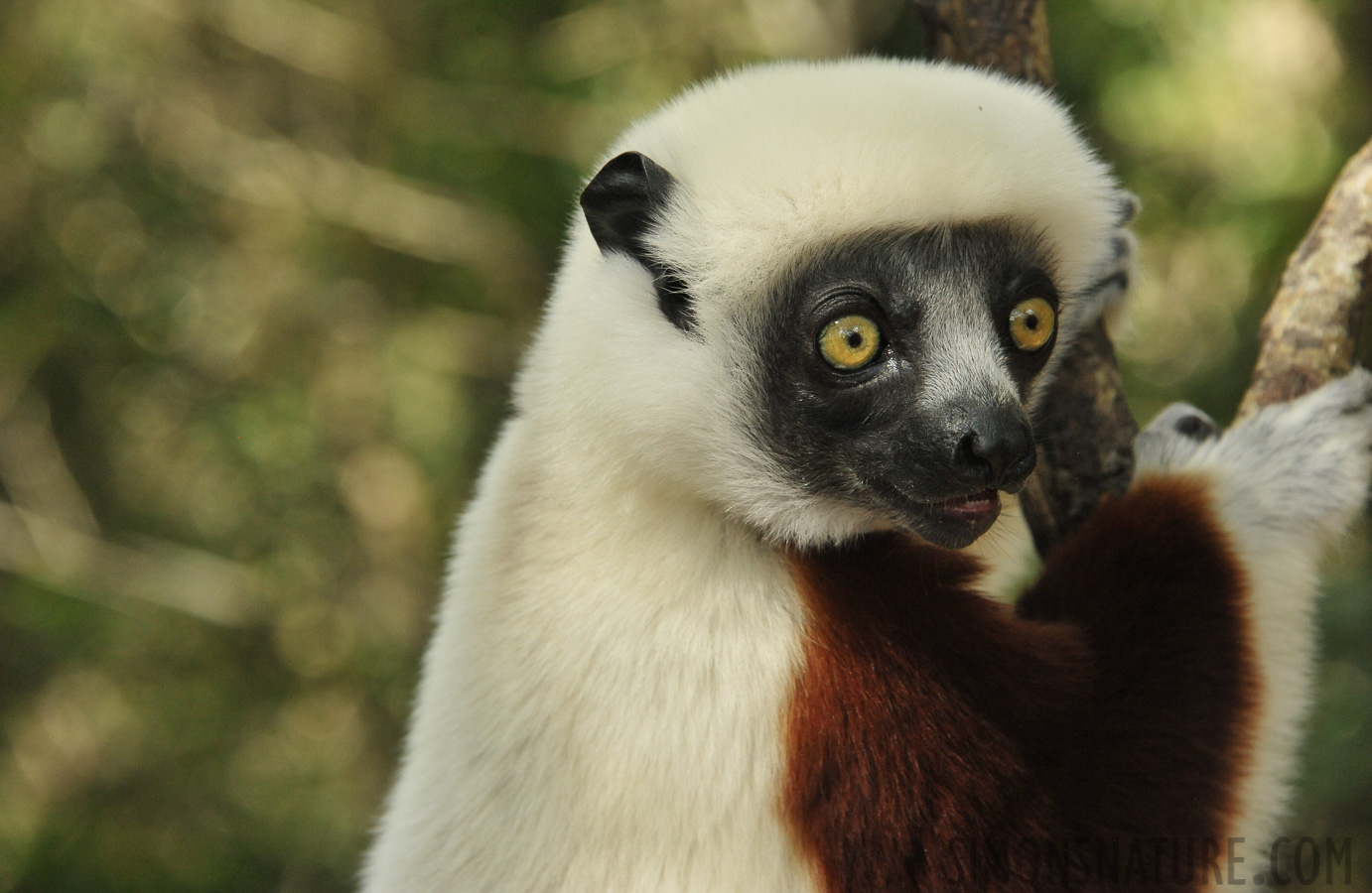 Propithecus coquereli [300 mm, 1/320 Sek. bei f / 10, ISO 2500]