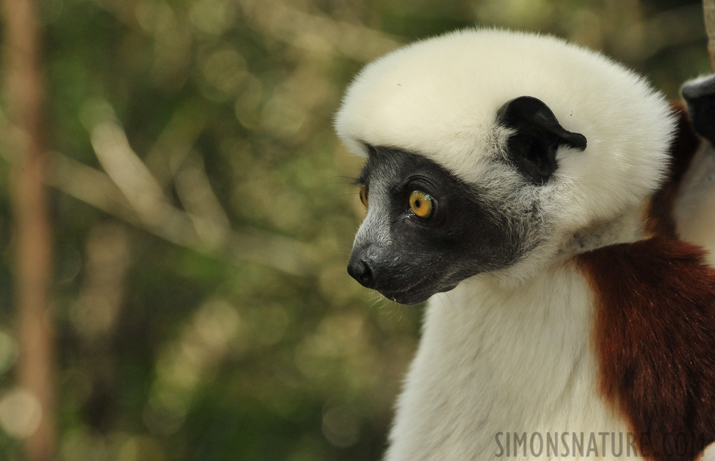 Propithecus coquereli [300 mm, 1/320 Sek. bei f / 10, ISO 2500]