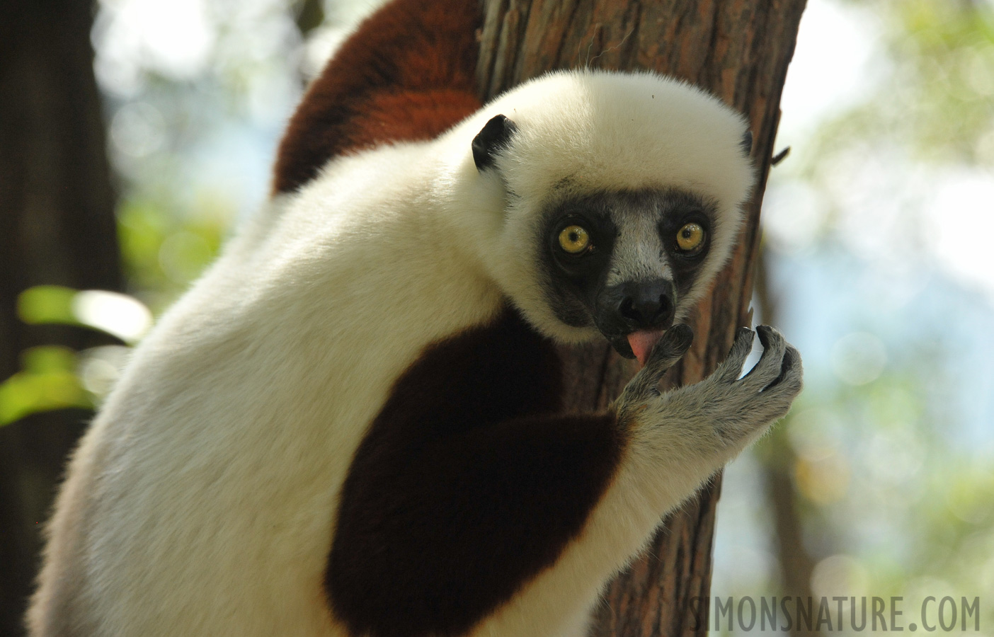 Propithecus coquereli [300 mm, 1/800 Sek. bei f / 8.0, ISO 2500]