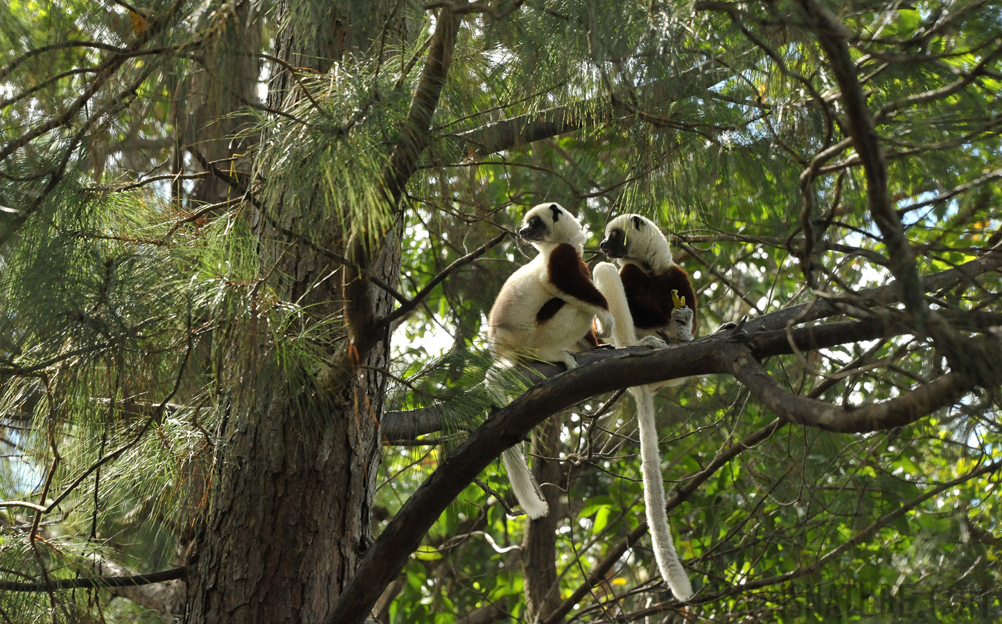 Propithecus coquereli [125 mm, 1/800 sec at f / 8.0, ISO 2500]