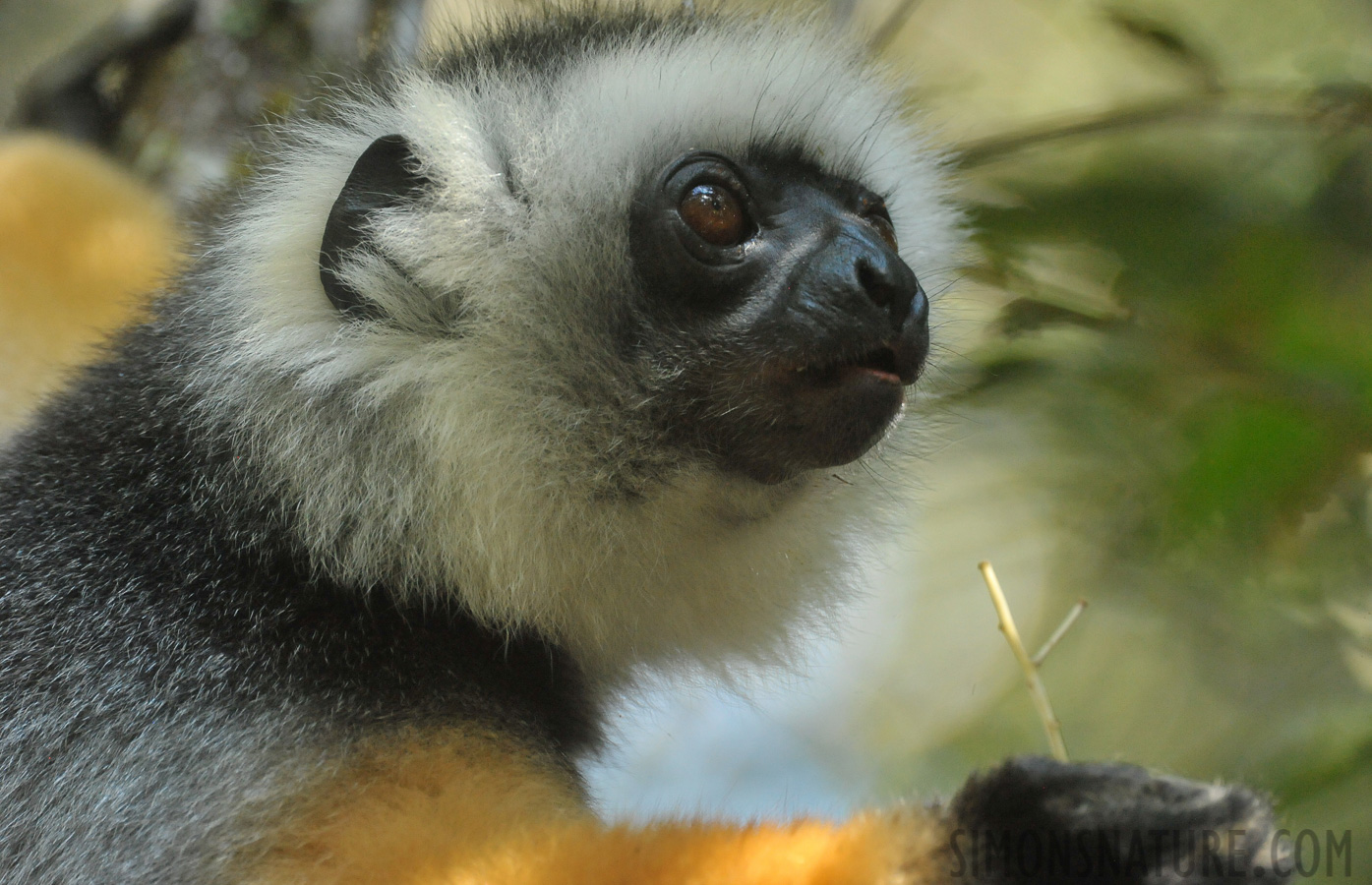 Propithecus diadema [550 mm, 1/250 Sek. bei f / 8.0, ISO 4000]