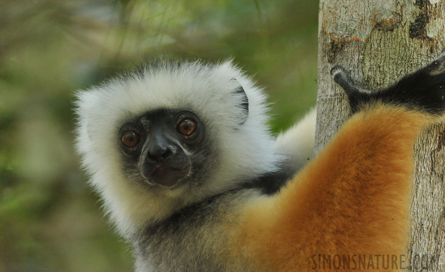 Propithecus diadema [550 mm, 1/125 sec at f / 8.0, ISO 4000]