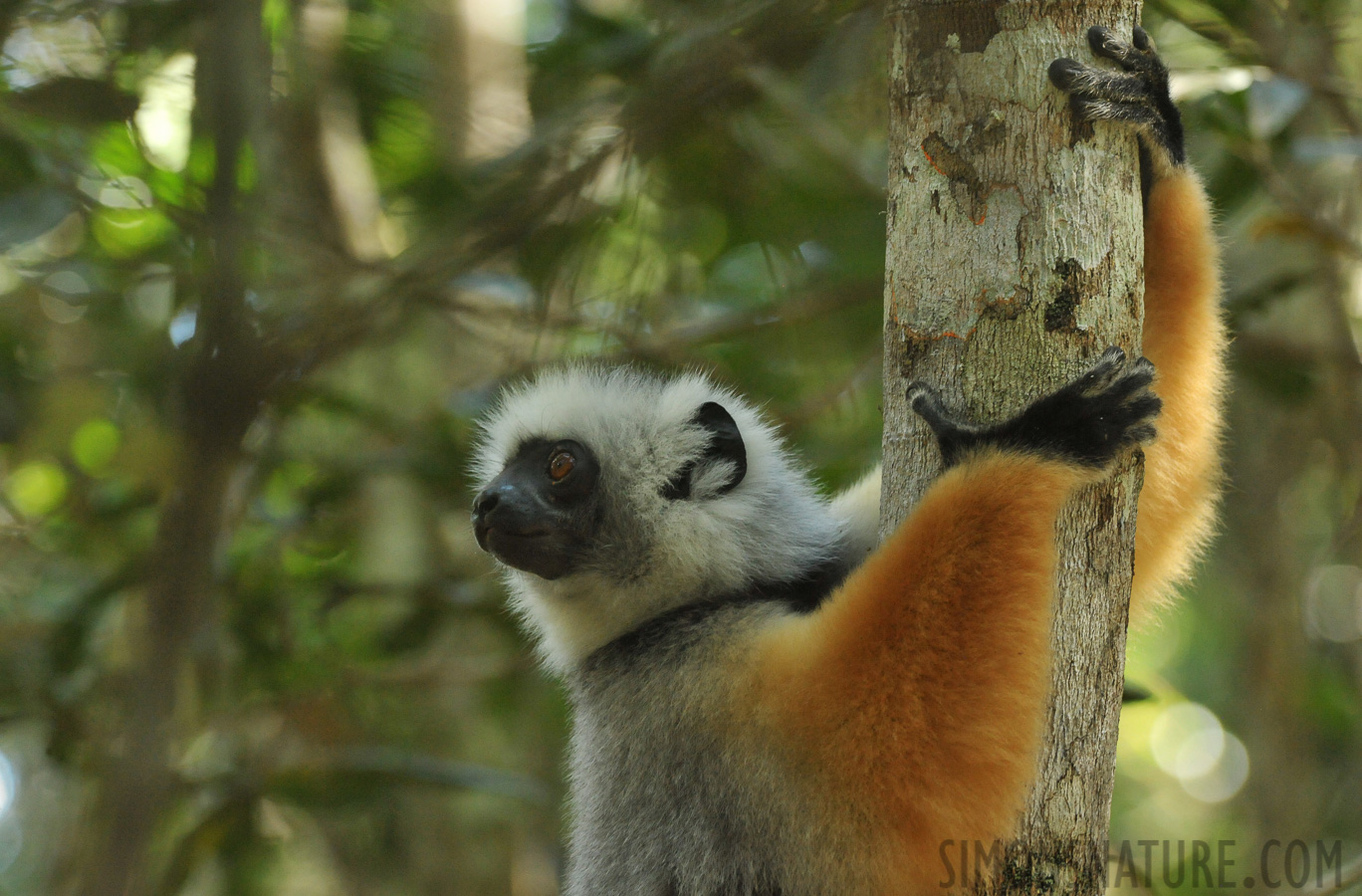 Propithecus diadema [340 mm, 1/125 Sek. bei f / 8.0, ISO 4000]