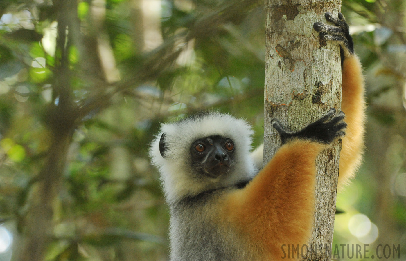 Propithecus diadema [340 mm, 1/125 sec at f / 8.0, ISO 4000]