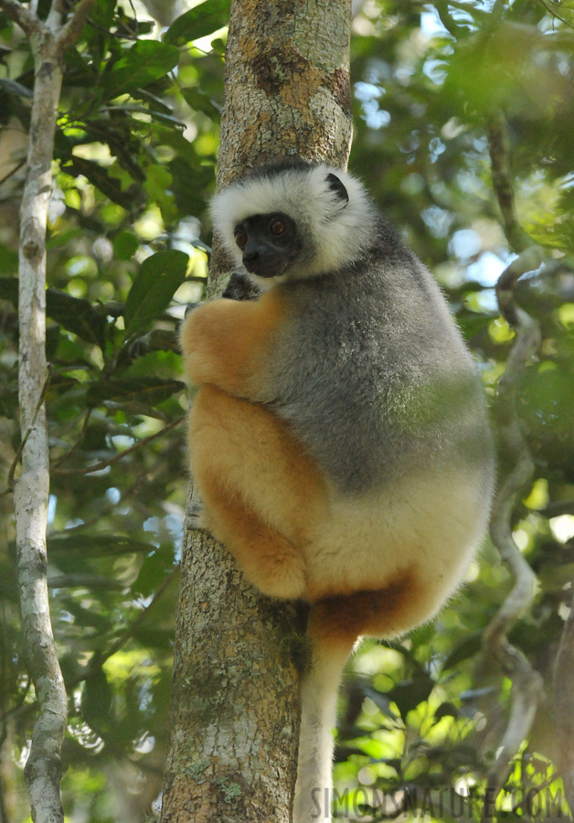 Propithecus diadema [280 mm, 1/200 Sek. bei f / 8.0, ISO 4000]