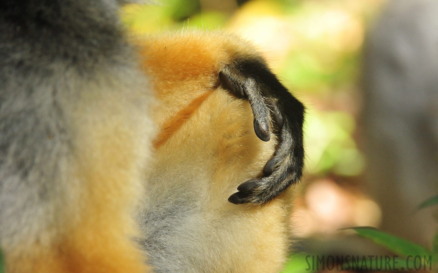 Propithecus diadema [340 mm, 1/160 Sek. bei f / 8.0, ISO 4000]