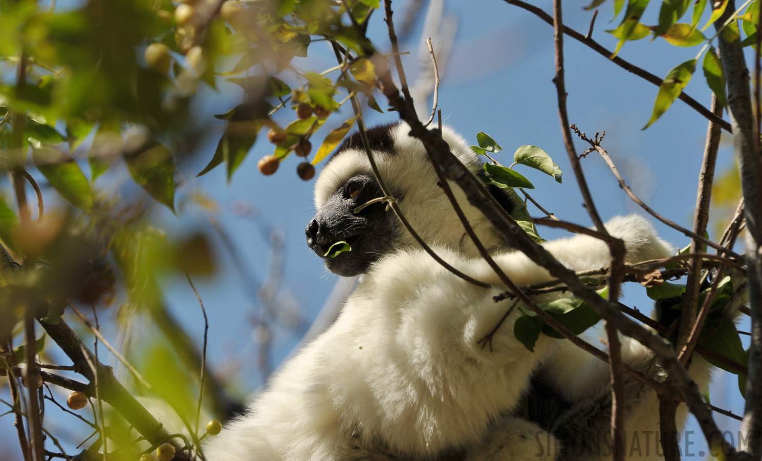 Propithecus verreauxi [300 mm, 1/800 Sek. bei f / 8.0, ISO 400]