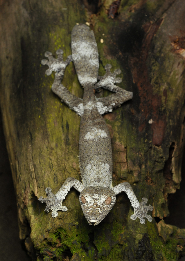 Uroplatus fimbriatus [300 mm, 1/640 Sek. bei f / 8.0, ISO 2500]