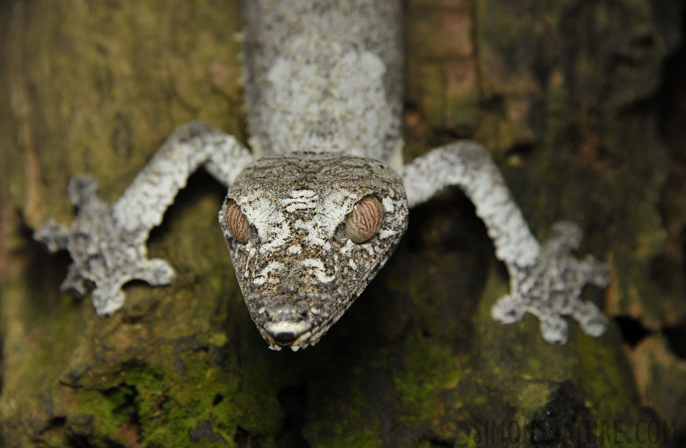 Uroplatus fimbriatus [300 mm, 1/1000 Sek. bei f / 8.0, ISO 2500]